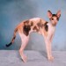 Devon Rex kočka 4