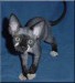 Devon Rex kočka 5